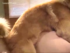 A happy dog gets to fuck a mommy with a thick butt. I want to fuck her from behind.